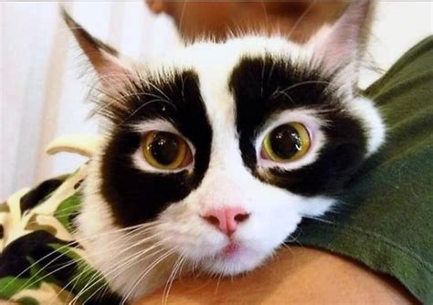 27 Unique Cat Markings That Look So Good You Think Theyre Fake