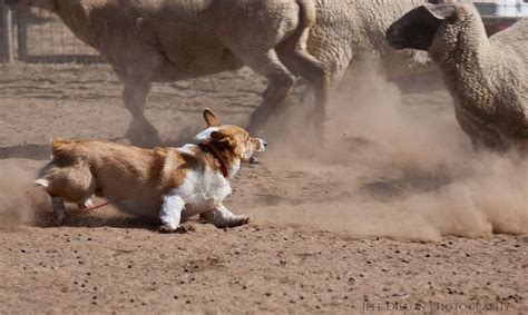 The goals and purposes of this breed standard include: 63 best images about Corgis in Charge on Pinterest ...