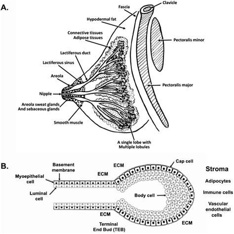 Ijms Free Full Text The Mammary Gland Basic Structure And