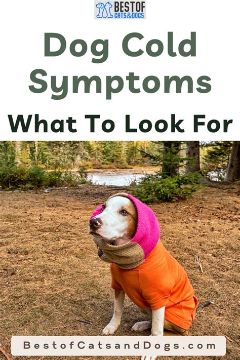 Dog Cold Symptoms What To Look For In 2021 Dog Cold Symptoms Dog