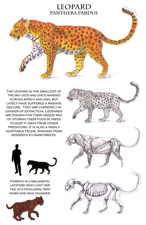 900x525 cat poses by 1024x791 sylvester j. Anatomy of a leopard. (With images) | Leopard sketch ...