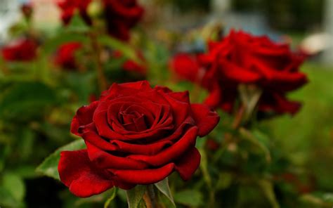 Flowers Rose Depth Of Field Nature Red Red Flowers Wallpapers Hd