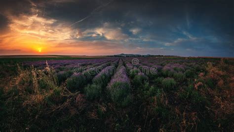 Lavender Field At Sunset Lavender Flower Blooming Scented Fields In