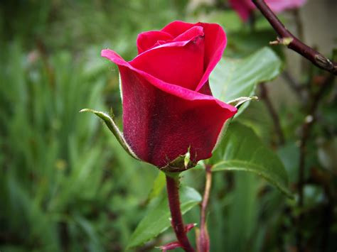 Rosa Red Flower · Free Photo On Pixabay