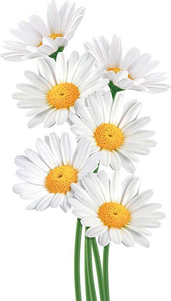 Image Result For The Daisy In Art Vector Flowers Daisy Flower Daisy