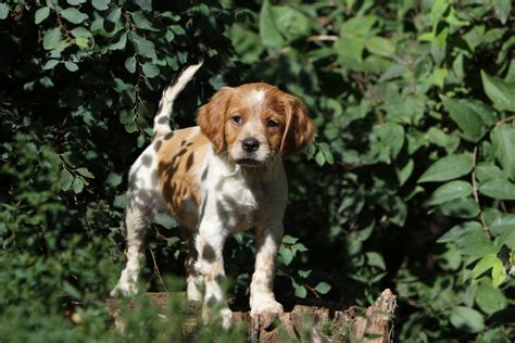 They are a committed hunter in the field, absolutely resolute in searching, pointing and retrieving, yet calm and amiable in the house. Épagneul breton : origine, caractère, santé, soins ...