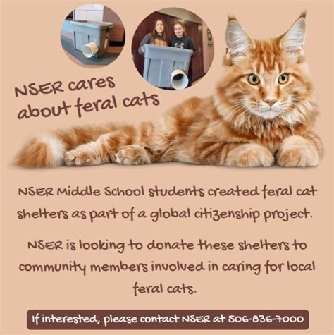 Nser Middle School Donating Feral Cat Shelters As Part Of Global