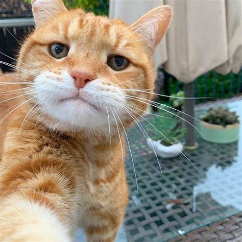 Gambar Kucing Selfie