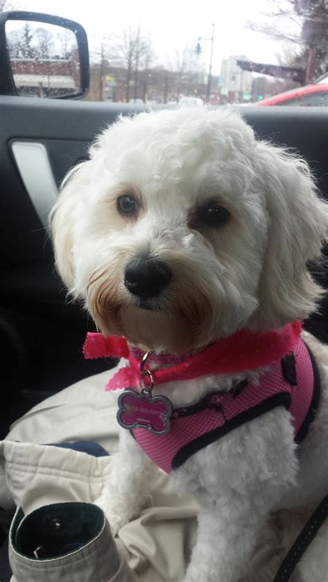 Lucy Loo ~ Our Maltipoo At 1 Year Old