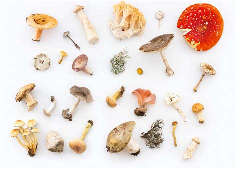 Types Of Mushrooms With Names And Pictures