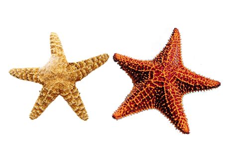 100 Free Starfish And Sea Illustrations Pixabay