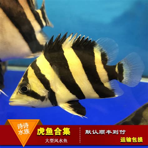 有关历史、生物、科技、人文、地理、生活等所有话题。 not a satire/meme sub, english speakers please refer to rule 7. 泰国虎粗三纹_泰国虎鱼印尼虎_泰国虎观赏鱼_ 泰国虎三纹 - 下午，发现喜欢