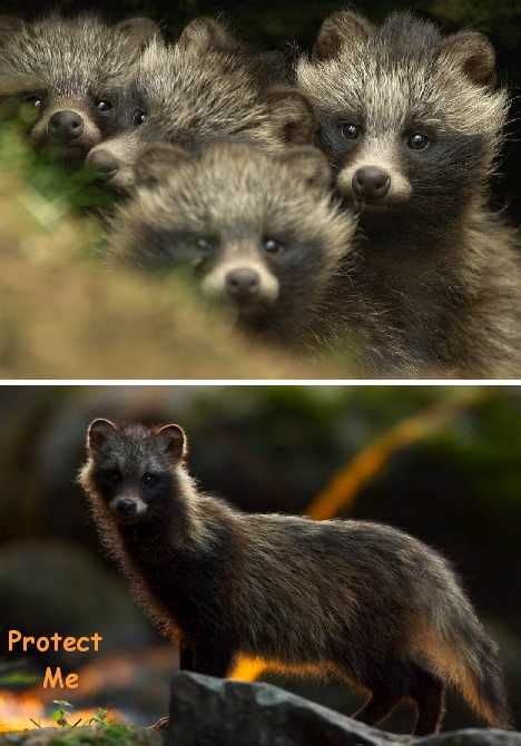 Raccoon Dogs Please Reconsider Fur These Precious Animals Are Skinned