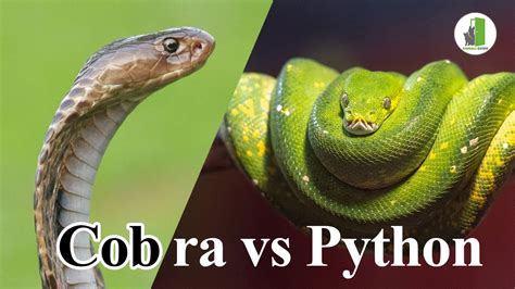 King Cobra Vs Python Cobra And Python Fight Youtube