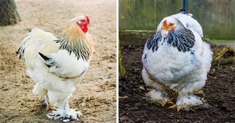 Light Brahma Chicken Breed Info Where To Buy Chicken And Chicks Info