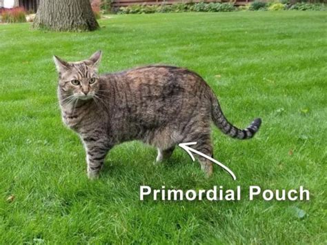 The Primordial Pouch A Fancy Term For Cats Saggy Bellies