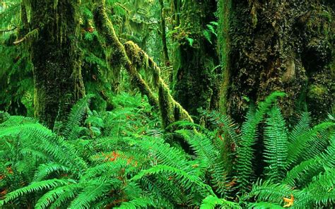 1 Landscapes Jungle Forest Woods Ferns Moss Plants Green