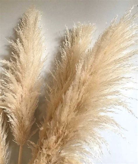 3 Extra Large Dried Pampas Grass 4ft Dried Flowers For Etsy Floral