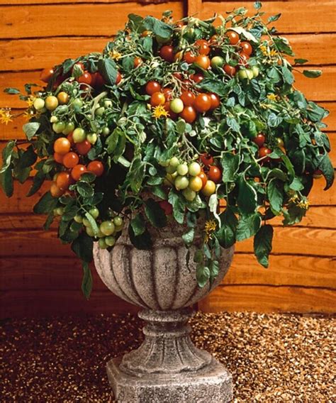 Tomato Tumbler Wellgrow Horti Trading