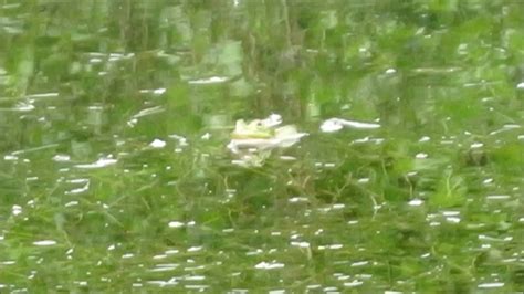 Ein Frosch Im Wasser Youtube