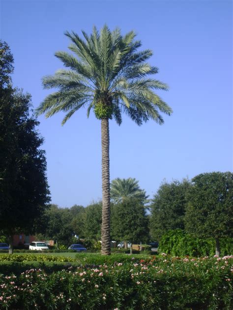 Buy Medjoole Date Palm Trees For Sale In Orlando Kissimmee