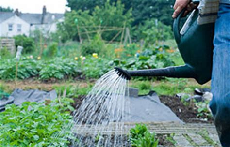 Infected leaves may be slightly smaller than. BBC - Gardening - Gardening Guides: Grow your own - NSALG ...