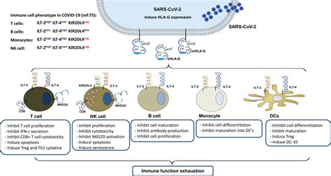 Frontiers Perspective Of Hla G Induced Immunosuppression In Sars Cov