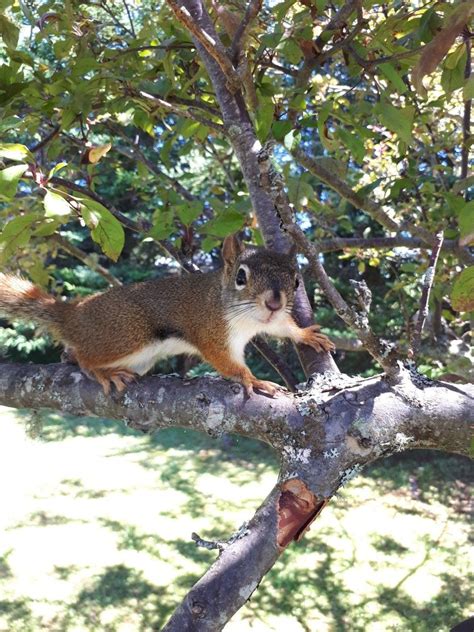 Nova Scotia Friendly Squeeze Red Squirrel Squirrel Kawaii Animals