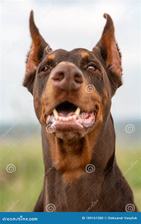 Brown And Tan Doberman Dobermann Dog With Cropped Ears And Open Mouth