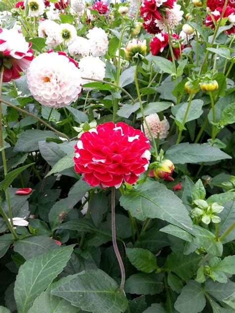 Dahlias need a sunny location to thrive! Dahlias