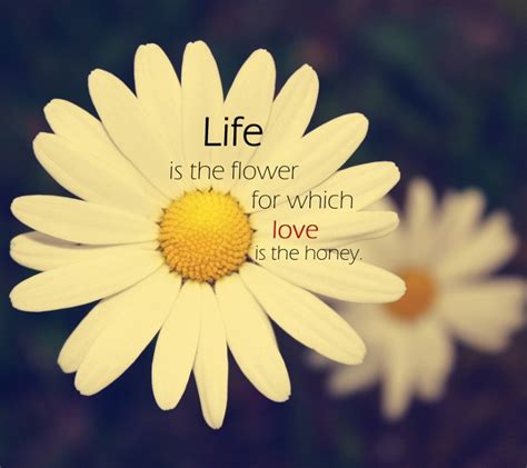 √ Cute Daisy Flower Quotes