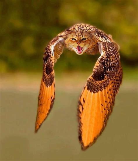 68 Unusual Cat And Bird Hybrids Bred In Photoshop Add Yours