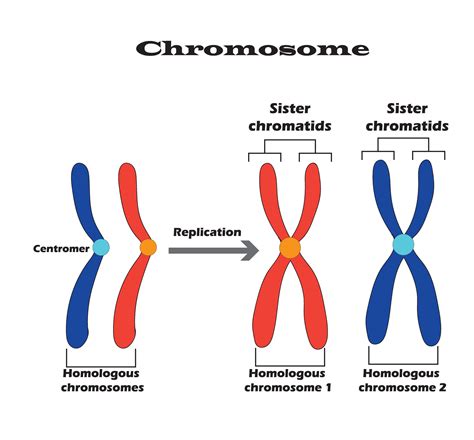 Difference Between Homologous Chromosomes A Pair Of Homologous
