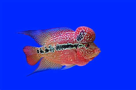 Discover the best aquarium filters in best sellers. Duitse Blauwe Ram Cichlid (Wetenschappelijke Naam ...