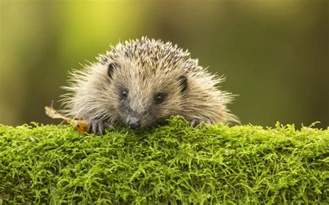 Hedgehog Sightings Fall Despite Efforts To Preserve Habitat Habitats