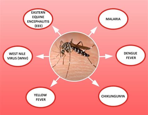 A New Way To Fight Mosquito Borne Diseases Youngzine Sustainable