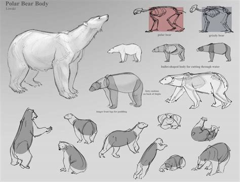 Polar Bear Drawing Reference And Sketches For Artists