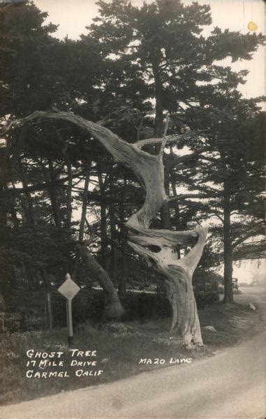 Ghost Tree 17 Mile Drive Carmel Ca Postcard
