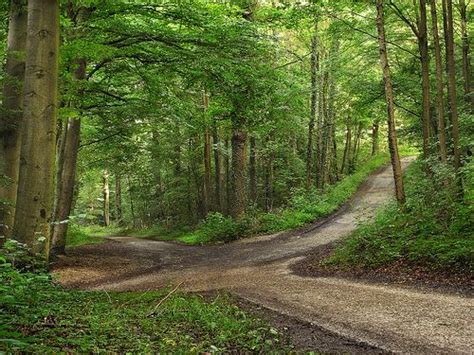 Cada Decisión Implica Elegir Uno De Entre Varios Caminos Paisajes