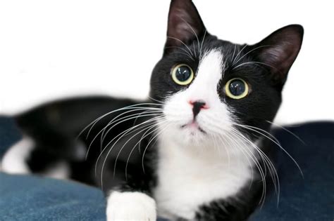 11 Most Common Cat Breeds With Tuxedo Markings Wise Kitten