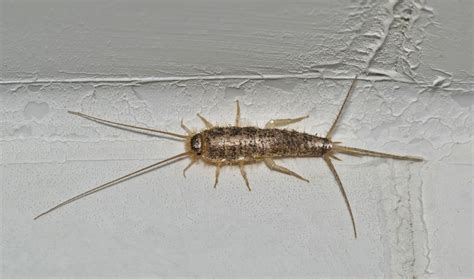 What Are Silverfish Bugs
