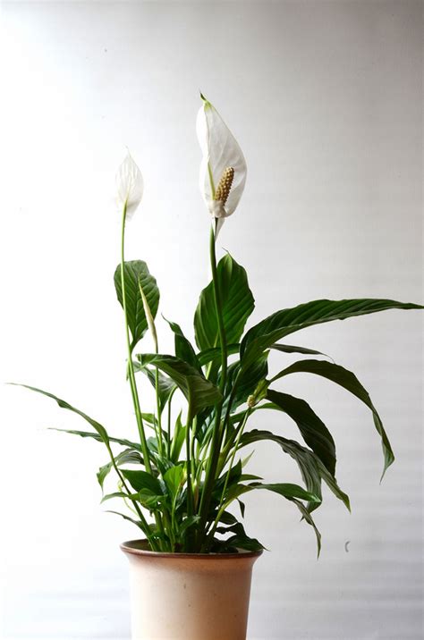 Plant them in a pot that holds at least a gallon of potting soil. Peace Lily Care - How to Grow Spathiphyllum | Epic Gardening
