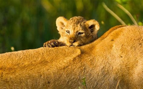 Adorable Baby Lion With His Father
