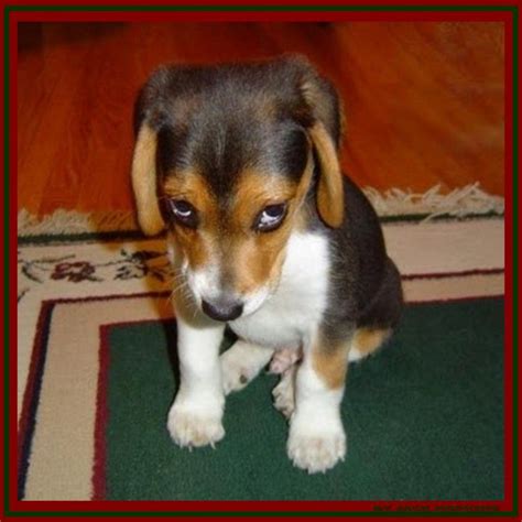 Sad Puppy Dog Eyes Adorable Animals Pinterest