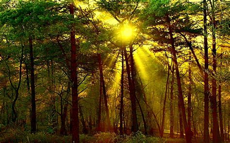 Afternoon Sunlight Trees Forest Light Grass 3d And Abstract Hd