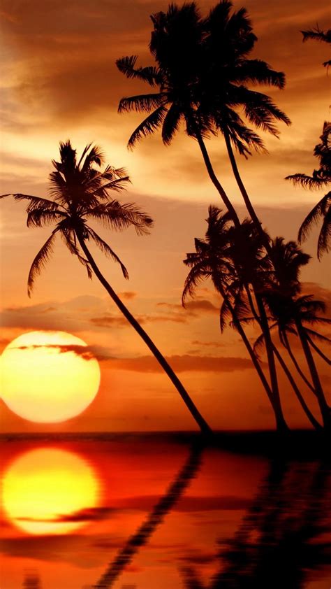 Palm Tree Sunset Iphone Wallpapers Bigbeamng
