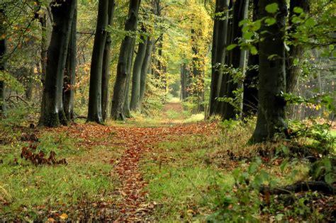 mijn natuur: In het bos.