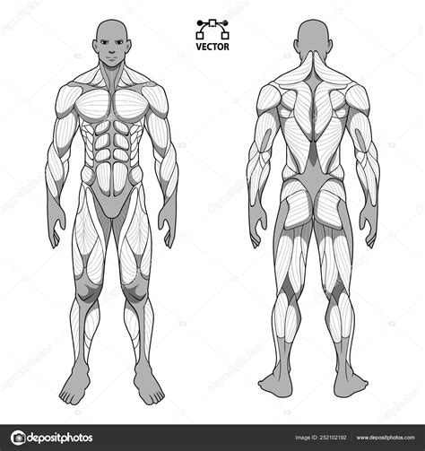 Menselijk Lichaam Anatomie Mannelijke Man Voorzijde Terug Spierstelsel