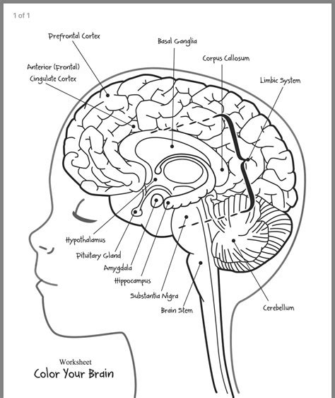 Printable Brain Anatomy Worksheet Learning How To Read
