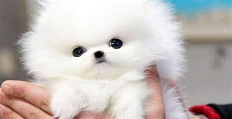 Poodle dog breed information, including pictures, characteristics, and facts. Droll Harga Anjing Pudel Putih - l2sanpiero